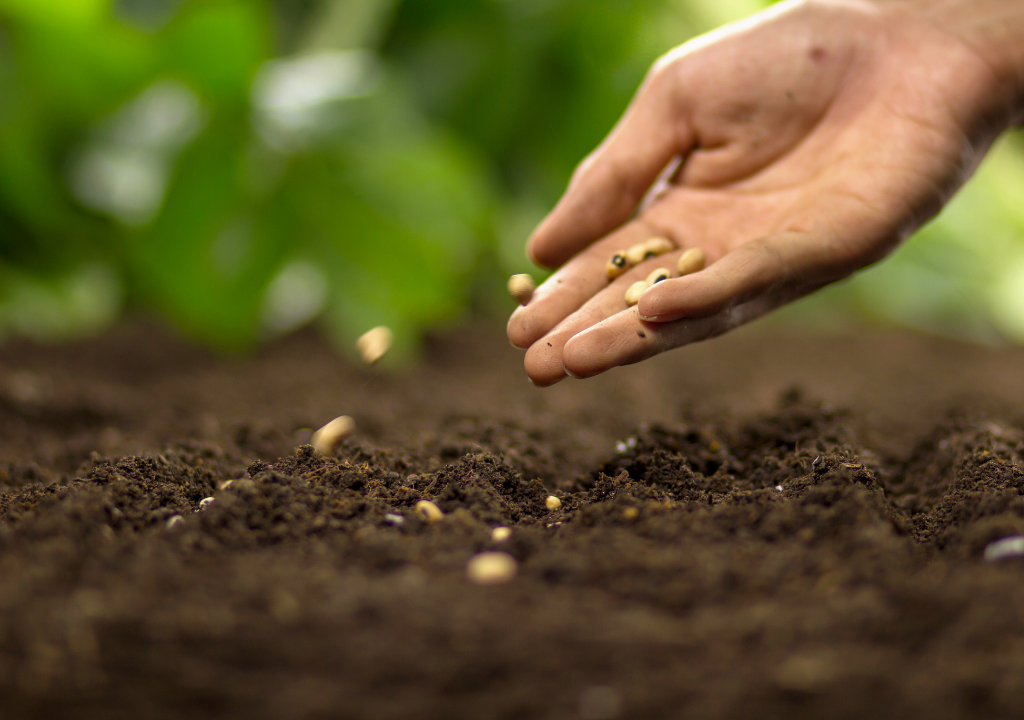 Vegetable Seeds