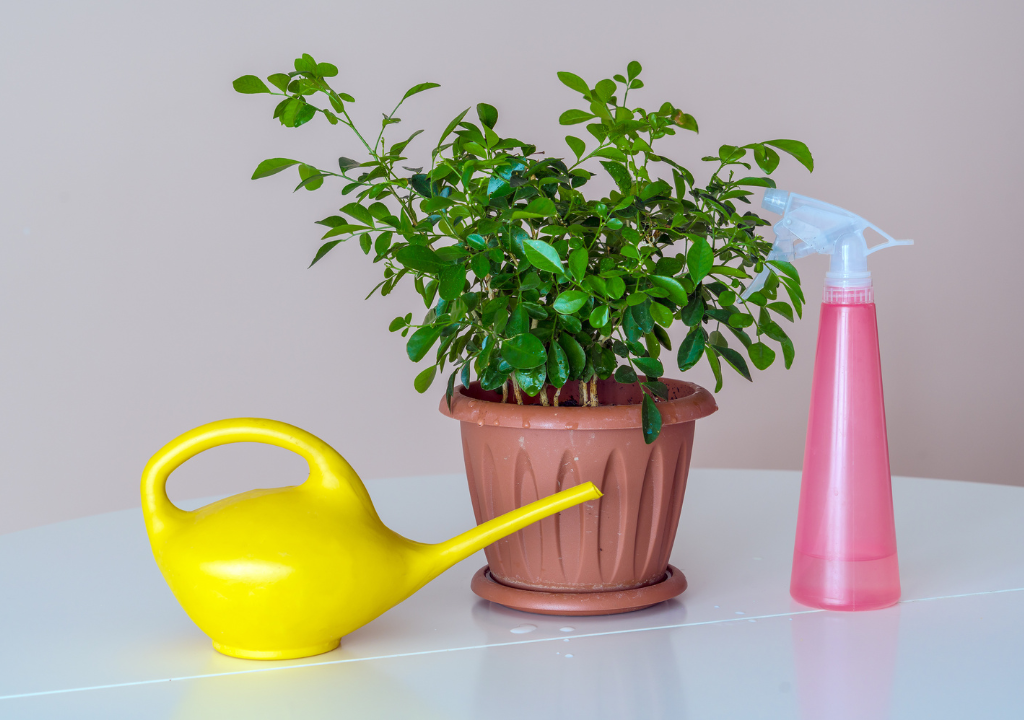 Watering Can and Sprayers