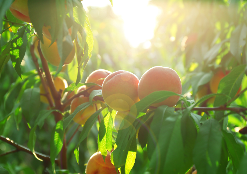 Fruit-Bearing Botanical