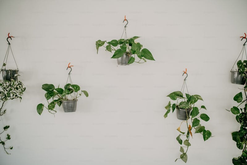 Hanging Plants