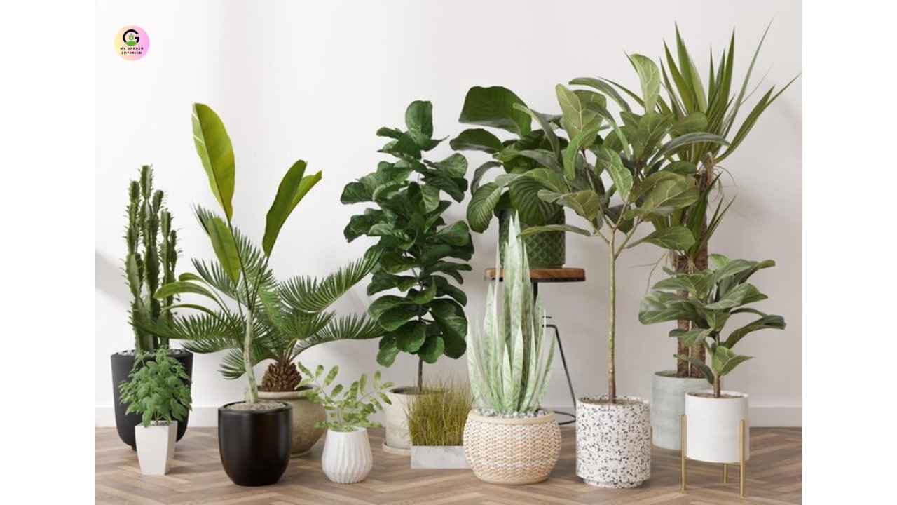 Air Purifying Plants