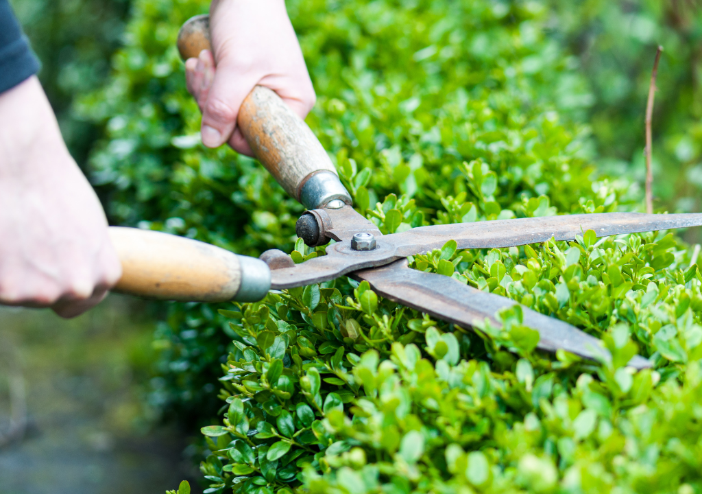 Trimming and Pruning