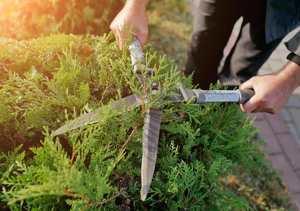 Tree and Shrub Care