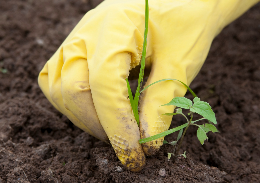 Weed care