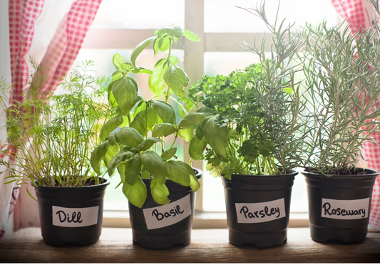 Kitchen Garden