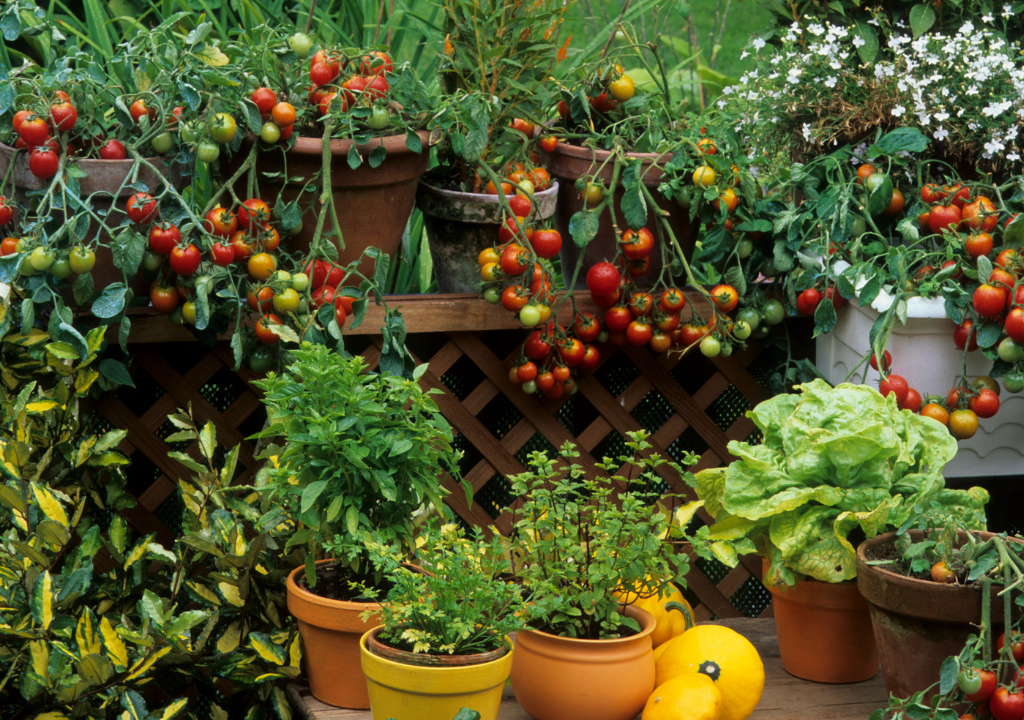 Balcony Garden