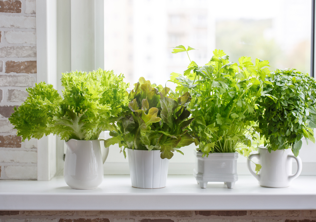 Kitchen Garden