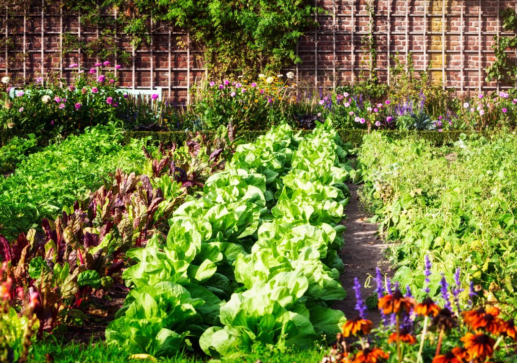 Kitchen Garden