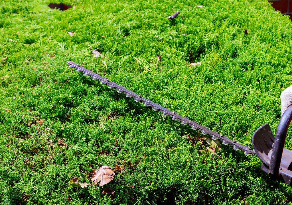 Trimming and Pruning