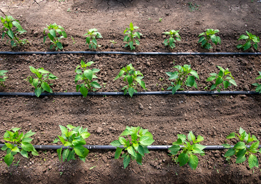 Irrigation Maintenance