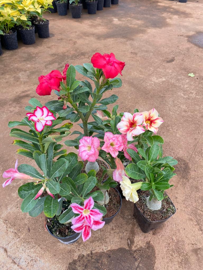 Adenium