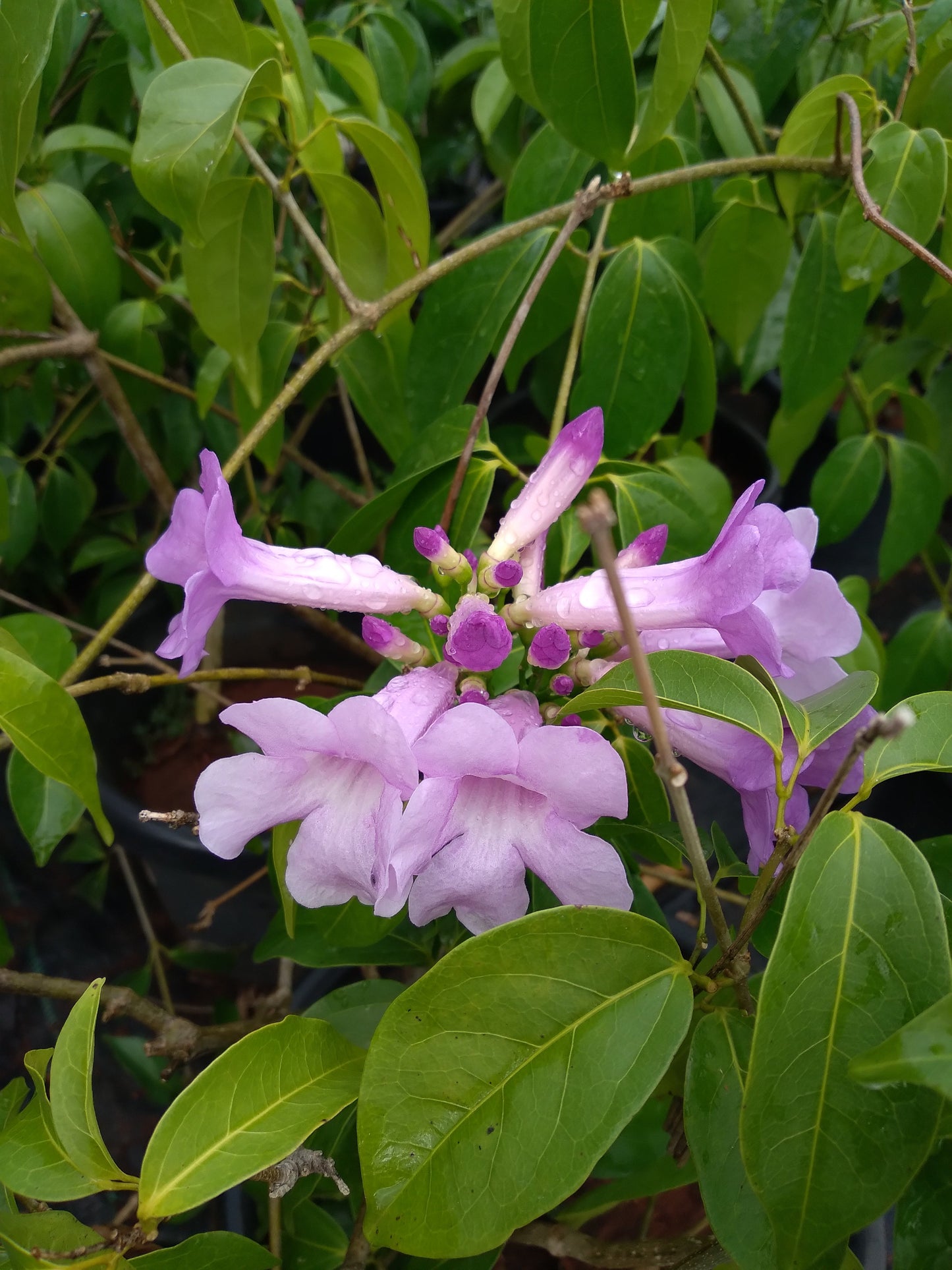 Adenocalymma alliaceum