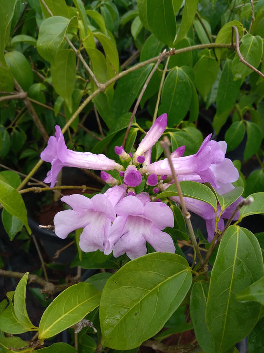 Adenocalymma alliaceum