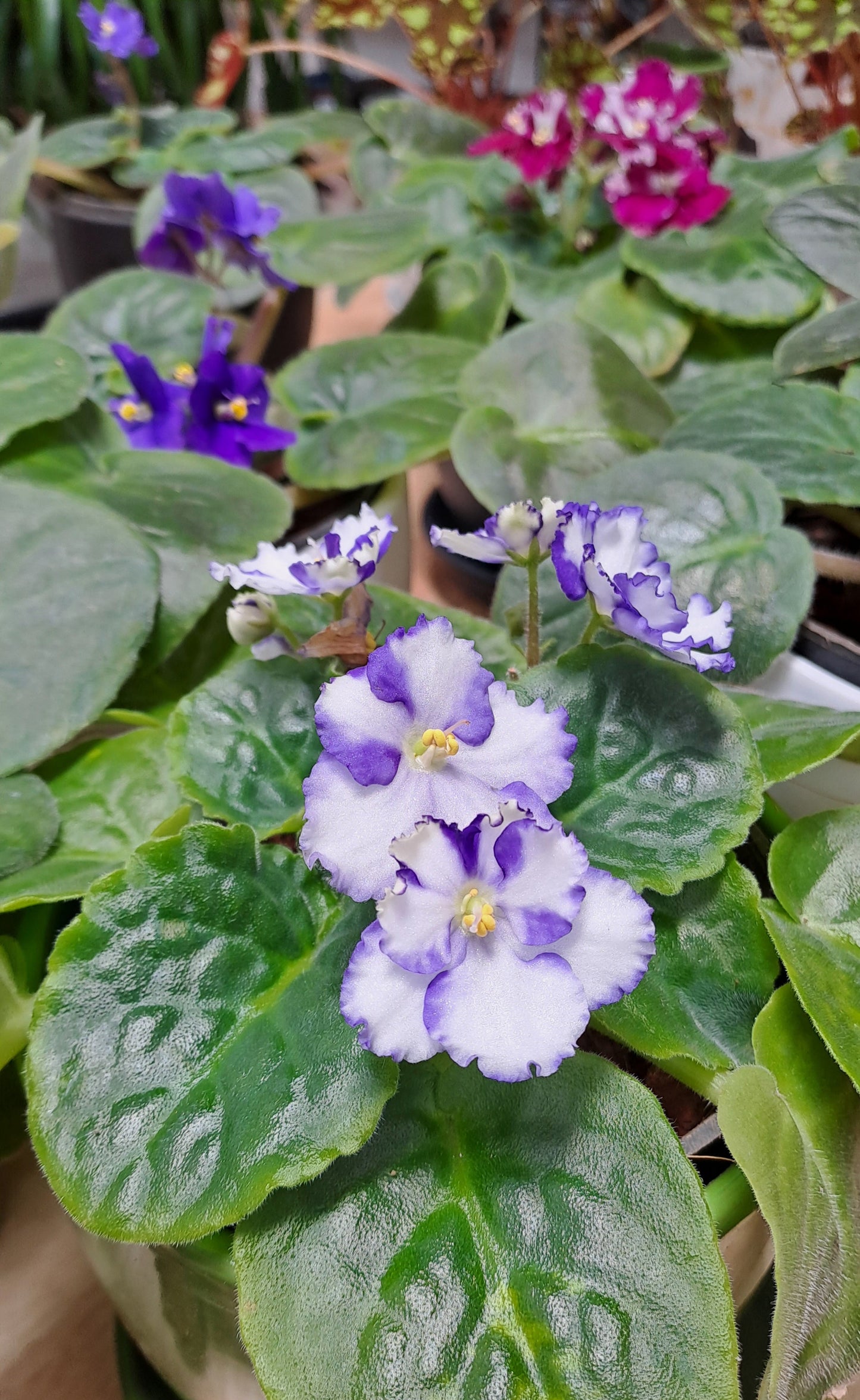 African violets