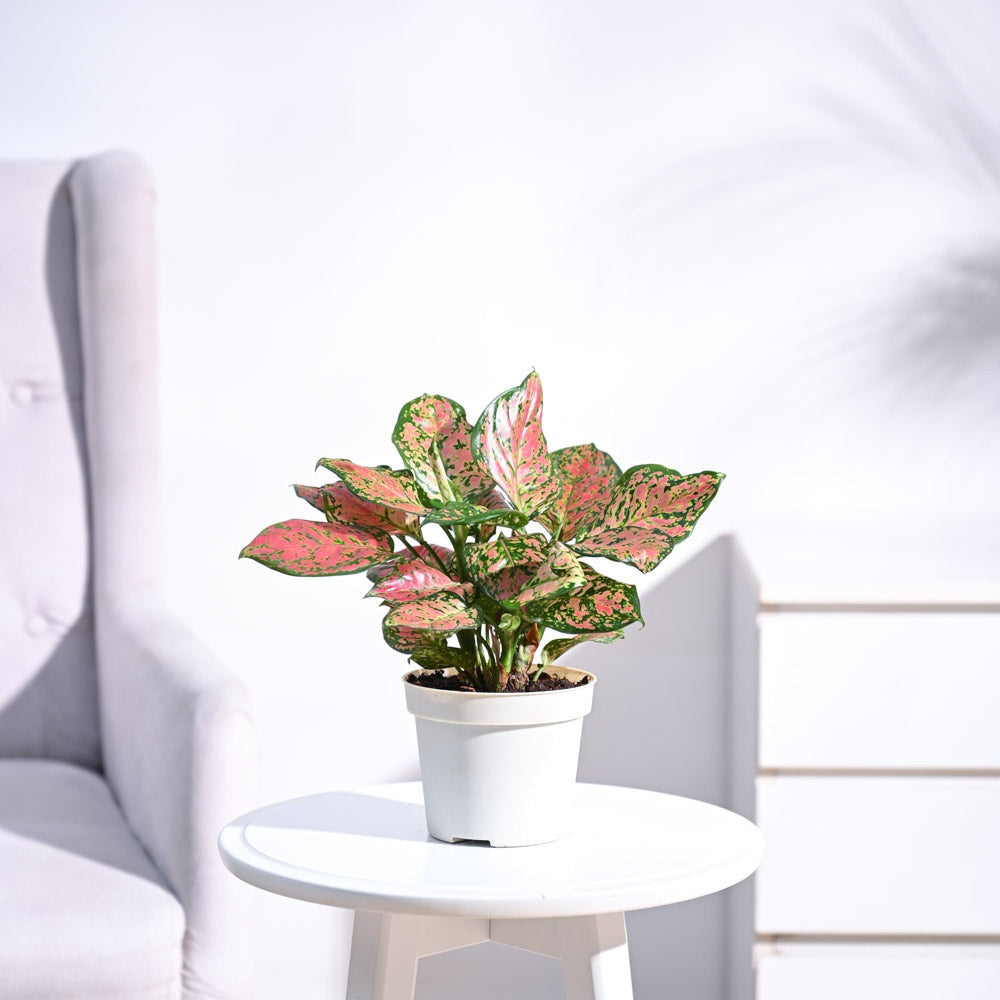 Aglaonema Pink Beauty Plant