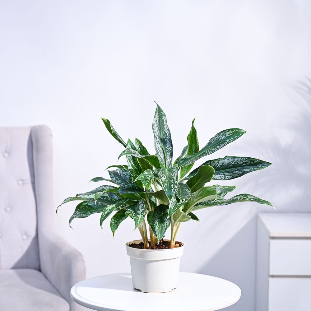 Aglaonema Queen Plant