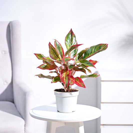 Aglaonema Red Plant