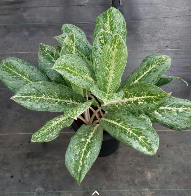 Aglaonema