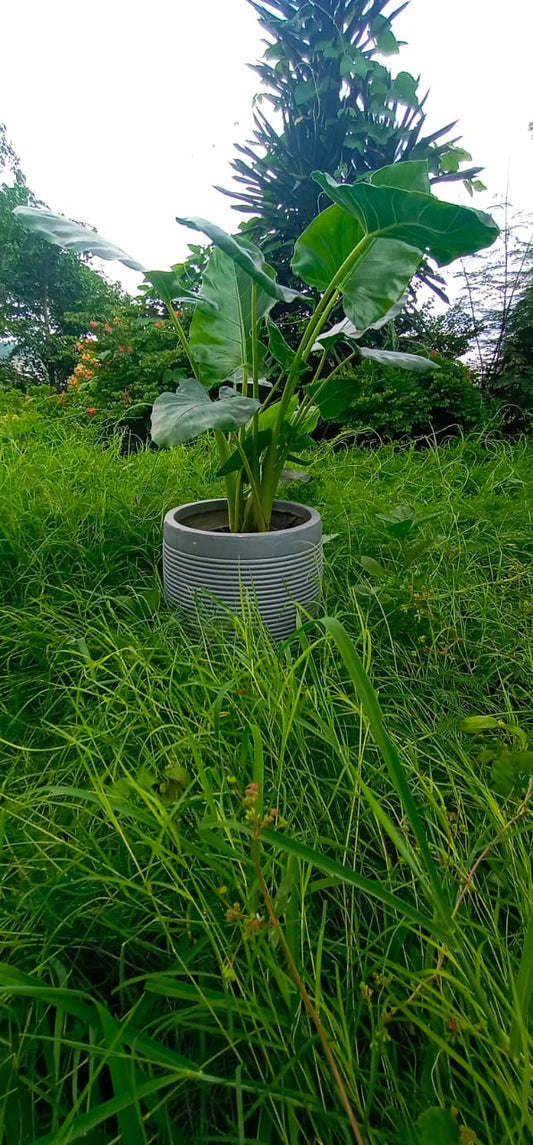 Alocasia Macrorrhiza