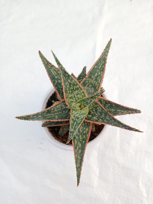 Aloe Christmas Carol