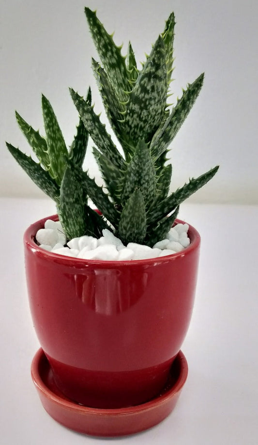 Aloe juvenna