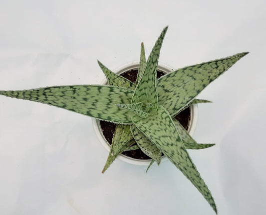 Aloe white variegated