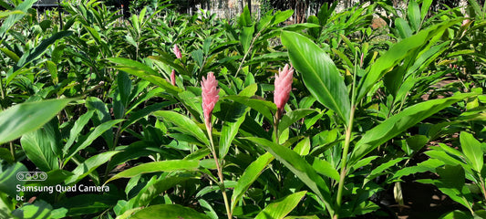 Alpinia pink