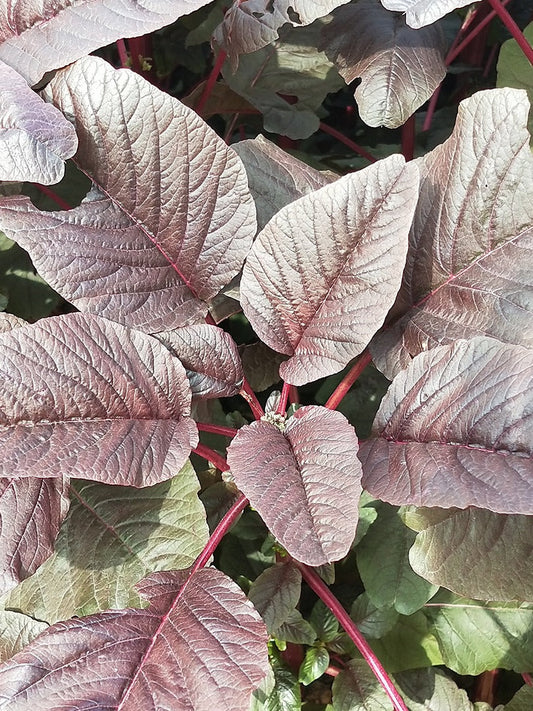 Amaranthus (Red)