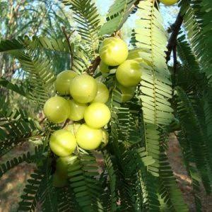 Amla