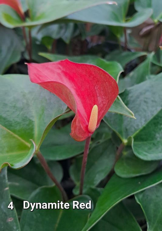 Anthurium