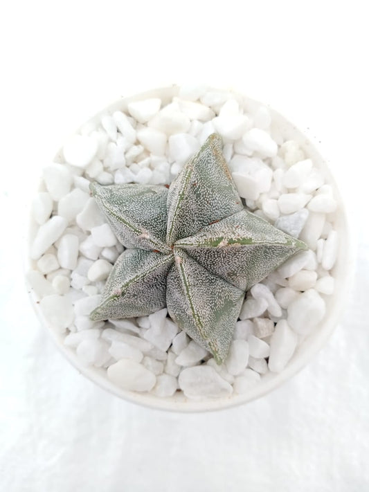 Astrophytum myriostigma