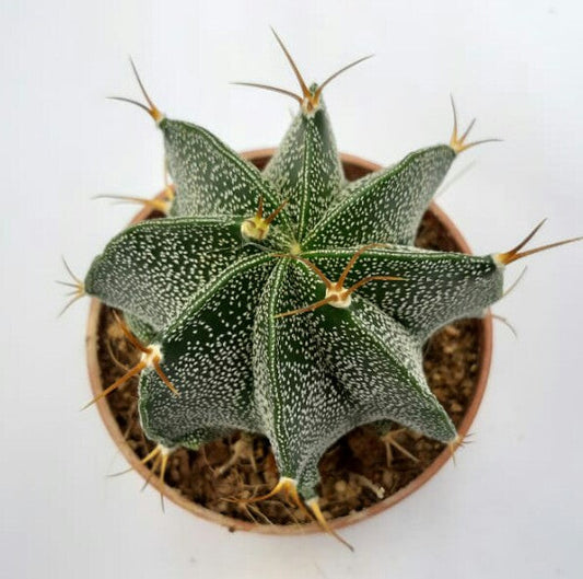 Astrophytum ornatum