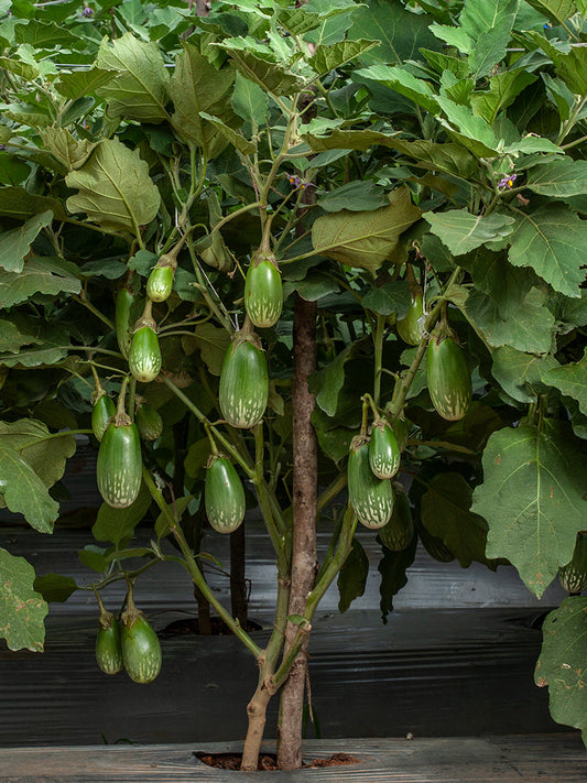 Brinjal (Green ) Round