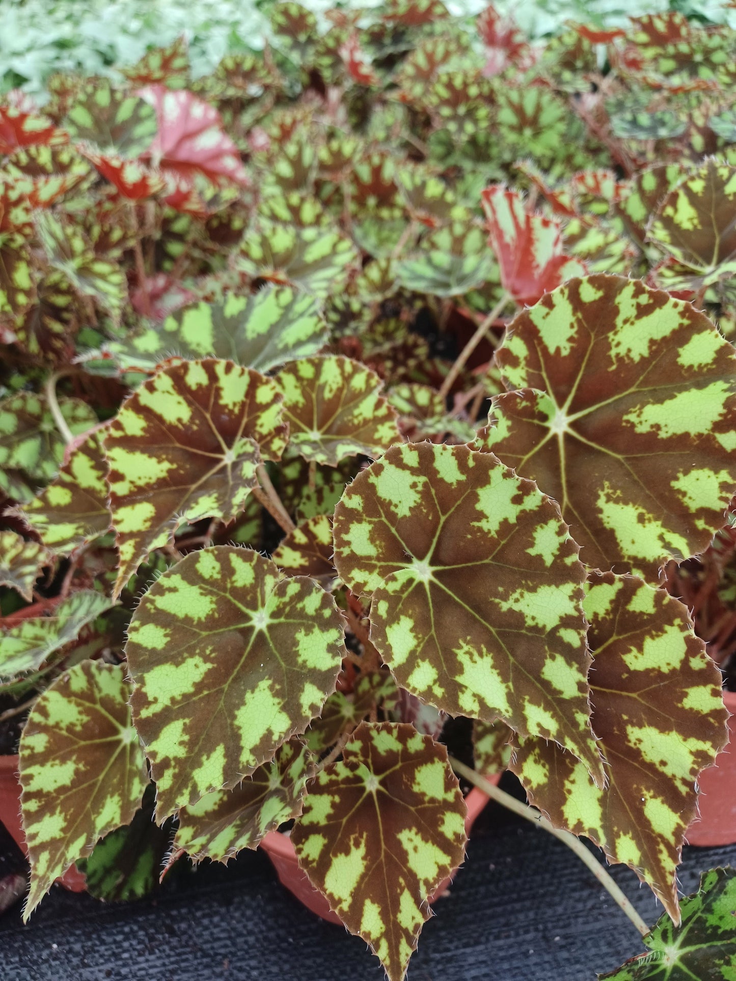 Begonia tiger eye