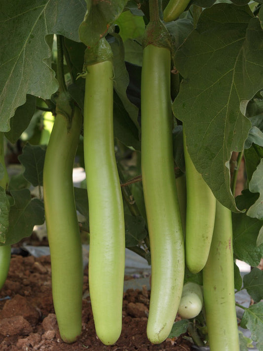 Brinjal (Long) Green