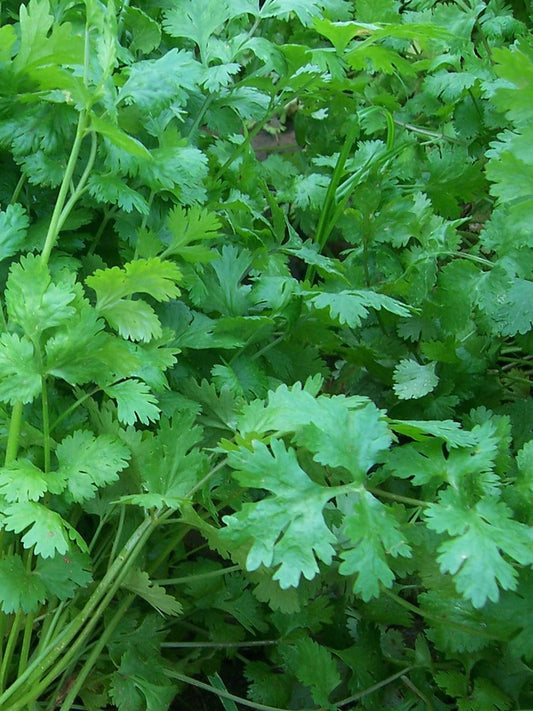 Coriander