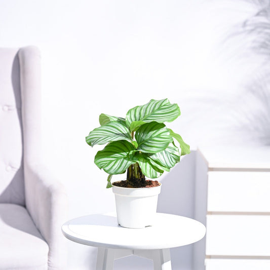 Calathea Orbifolia