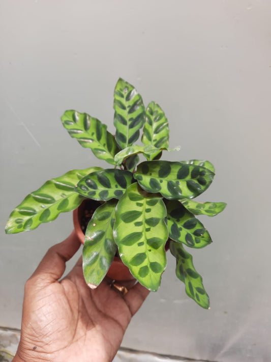 Calathea lancifolia