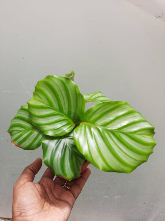 Calathea orbifolia