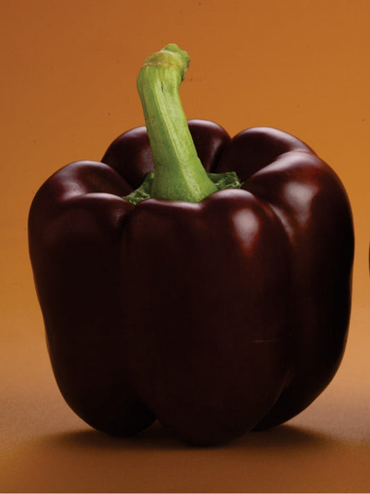 Capsicum (Purple)