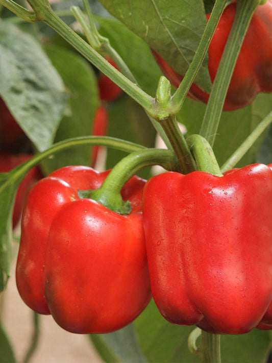 Capsicum (Red)