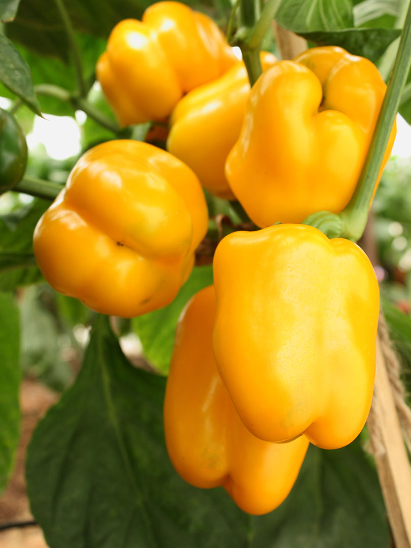 Capsicum (Yellow)