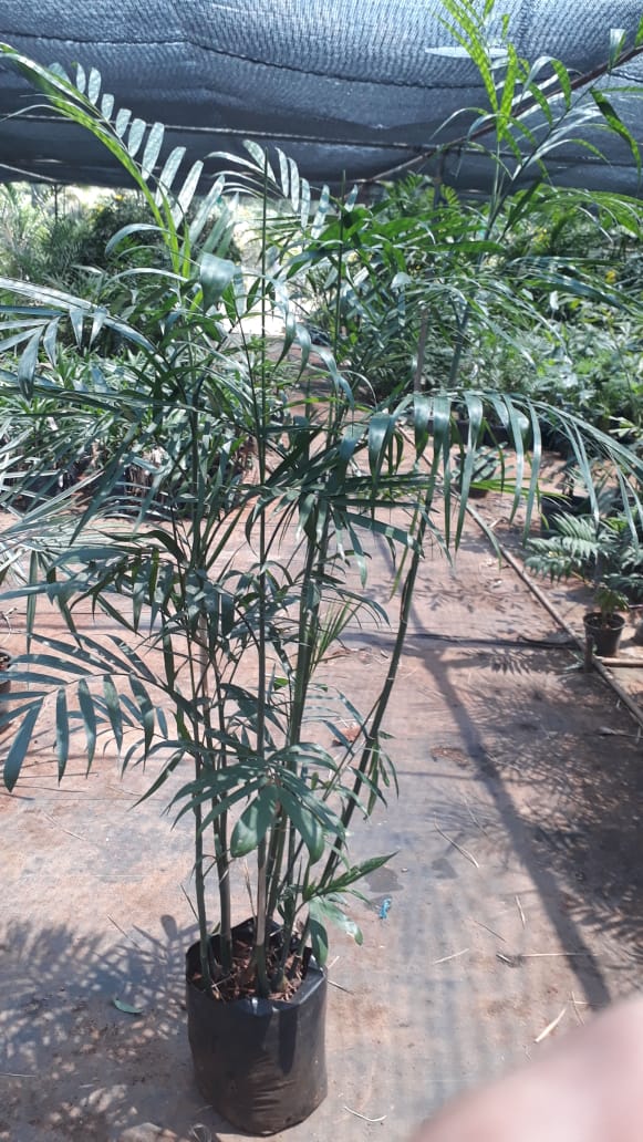 Chamaedorea palm