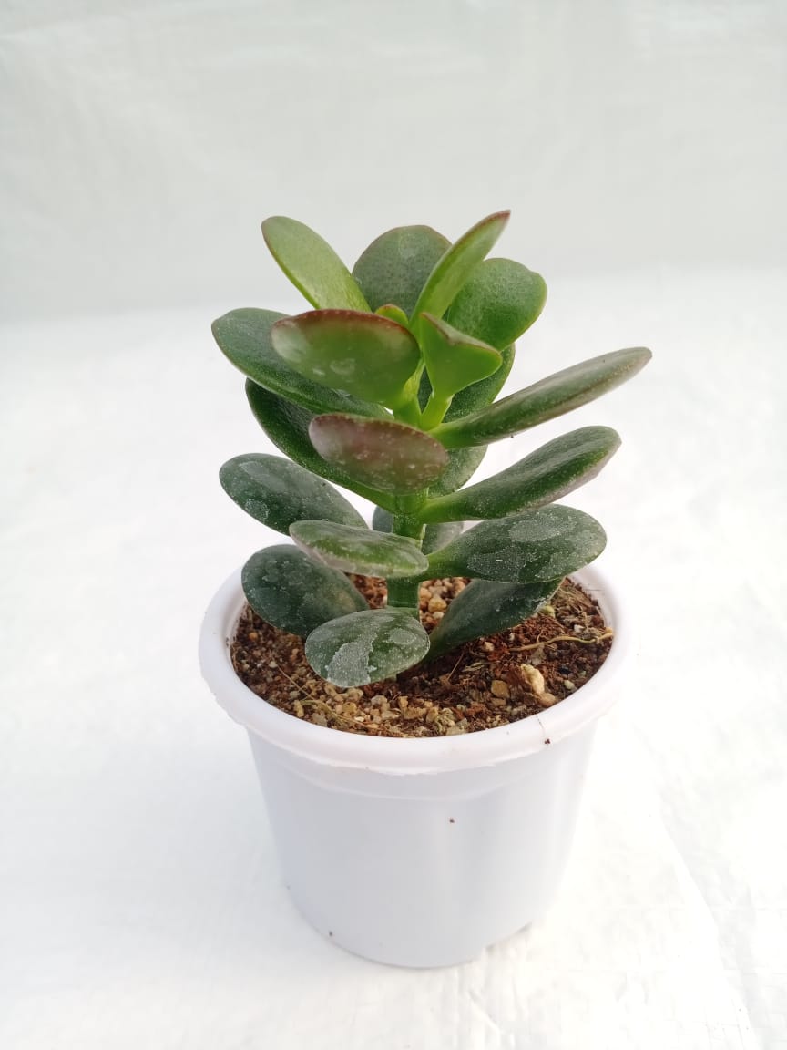 Crassula ovata dwarf