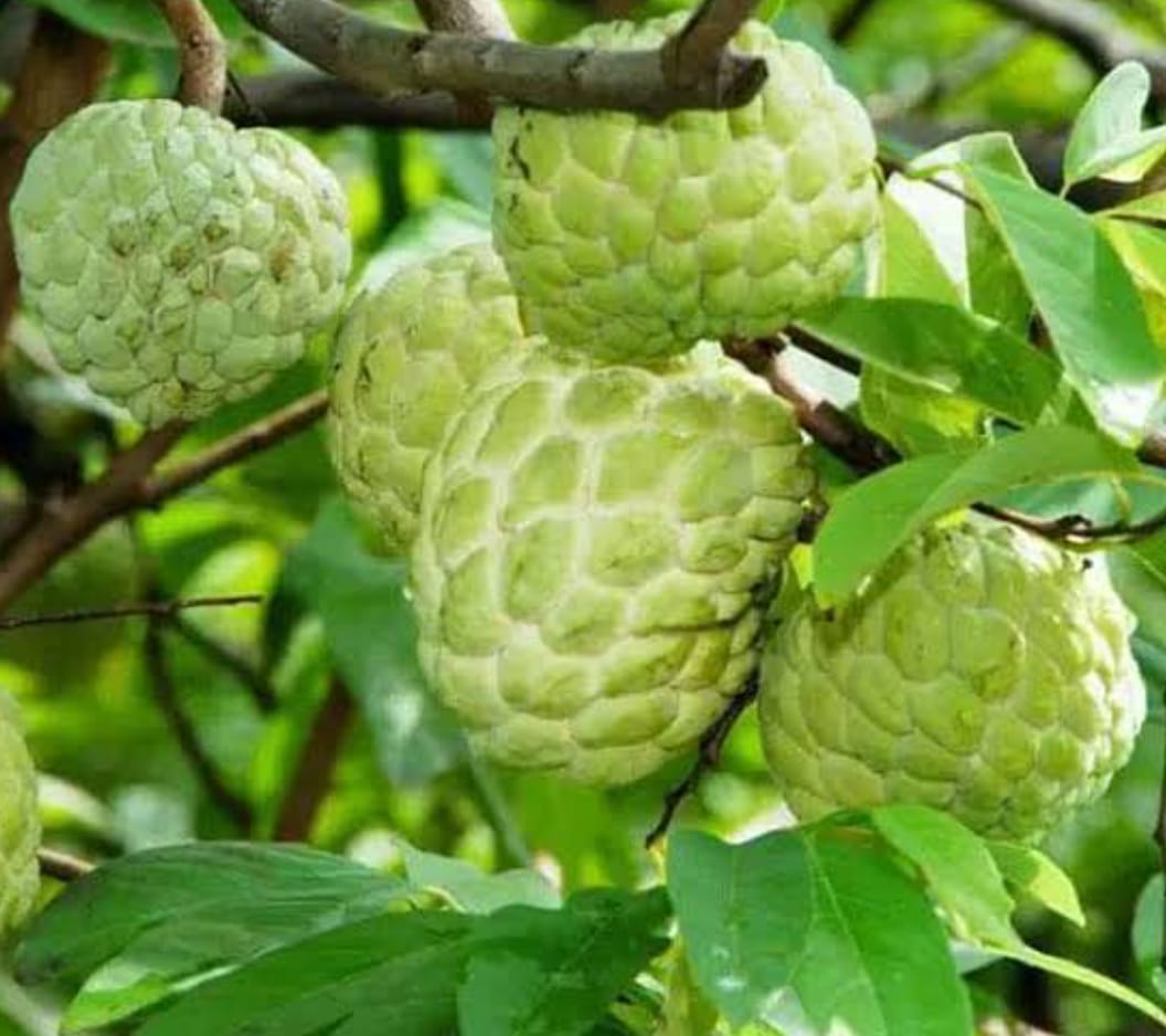 Custard apple plant