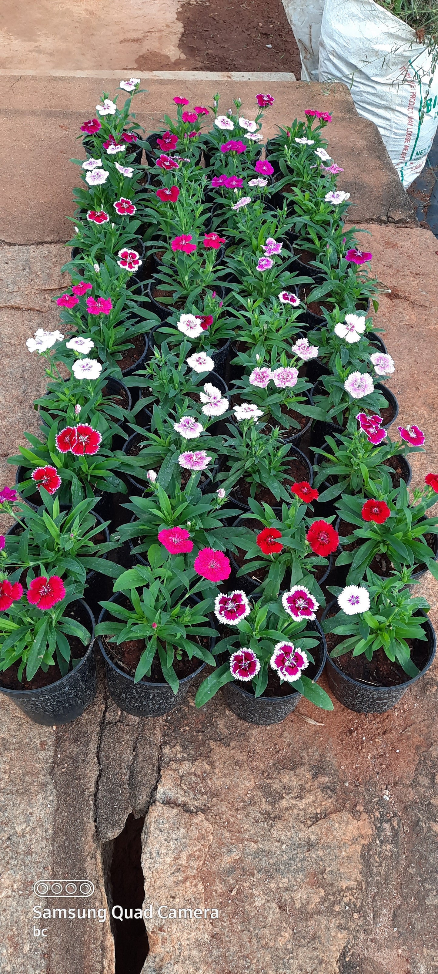 Dianthus