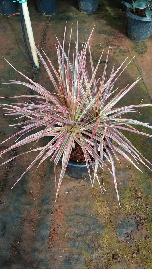 Dracaena marginata