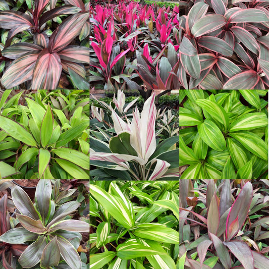 Dracaena mix