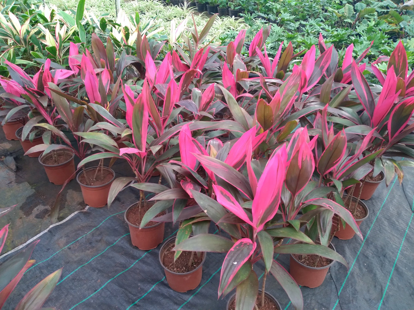 Dracaena pink