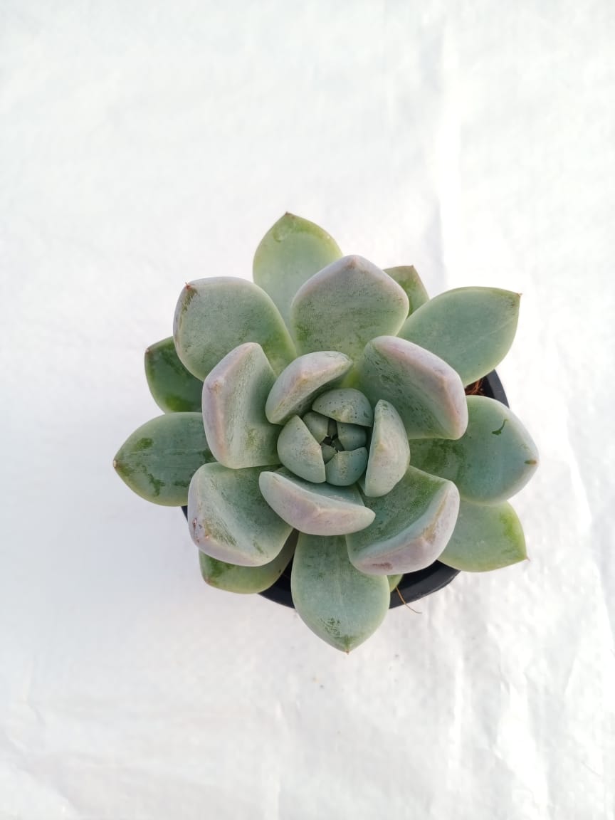 Echeveria elegans